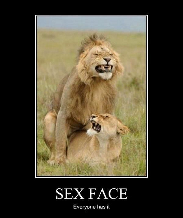 Funny Sex Memes Good Sexual Pictures And S Freaky Memes