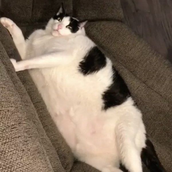 Fat Cat Meme Funny Fat Cat Pictures With Quotes Fat Cat Meme Funny Fat Cat Pictures With Quotes