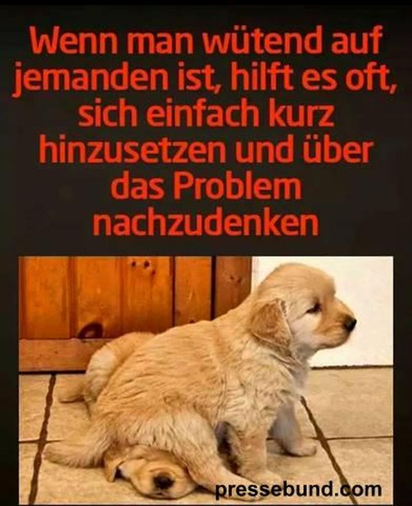 Lustige Tiere Bilder auf Besten Witzige Tierbilder