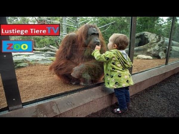 Die besten lustigen Bilder mit Tieren und Menschen 1