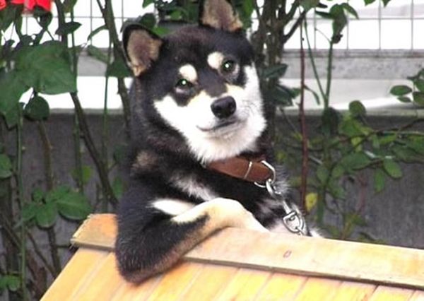 Lustige Bilder mit Tieren kostenlos 1