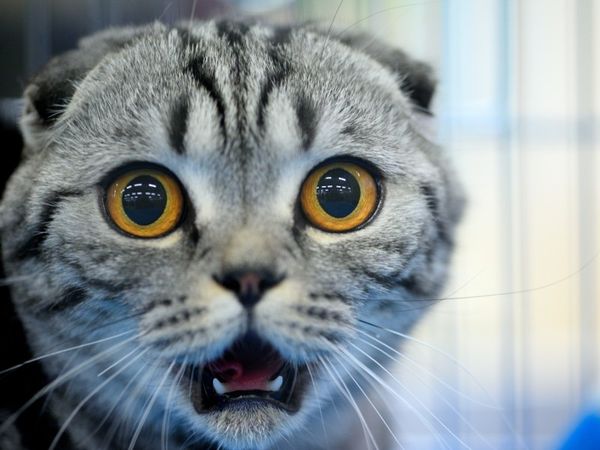 Lustige Bilder mit Tieren kostenlos 3