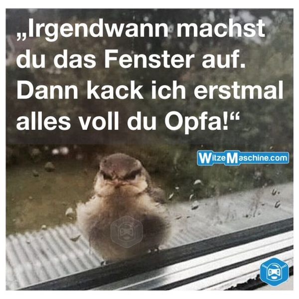 Lustige Tiere Bilder auf Besten Witzige Tierbilder