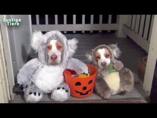 Lustige Tierbilder- Hunde 1