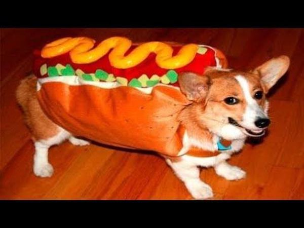 Lustige Tierbilder- Hunde 2