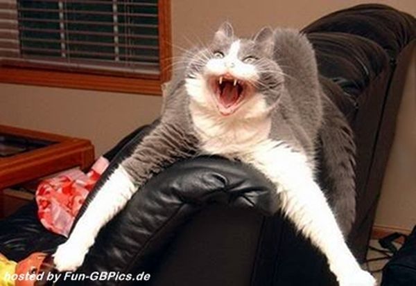 Lustige Tierbilder Katzen 1