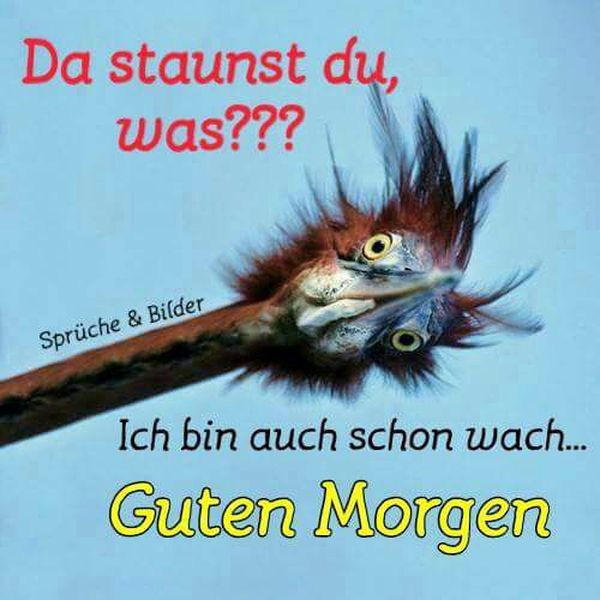 Lustige Tierbilder zum guten Morgen 2