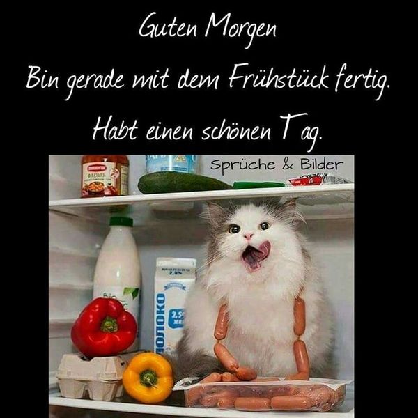 Lustige Tierbilder zum guten Morgen 3