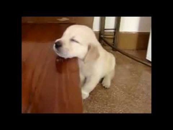 Lustige schlafende Tiere auf den Bildern 2