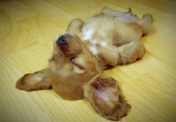 Lustige schlafende Tiere auf den Bildern 3