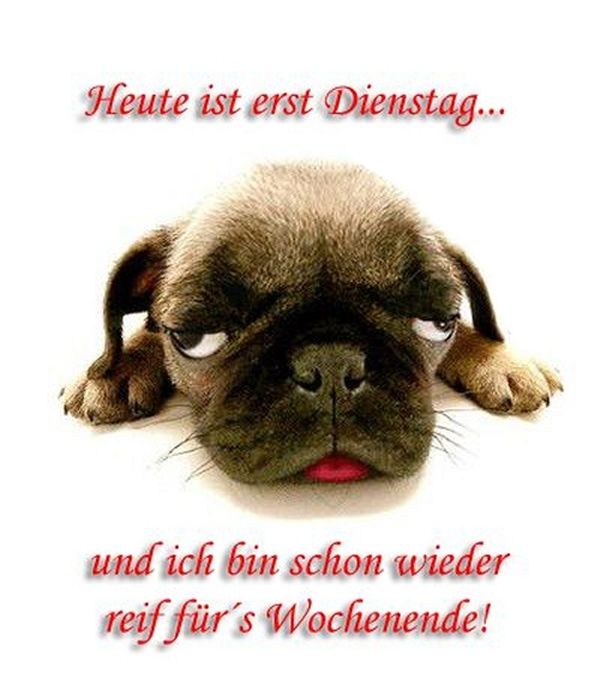 Dienstag Bilder lustig