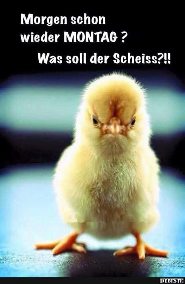 Bilder-„Schon-wieder-Montag“-2