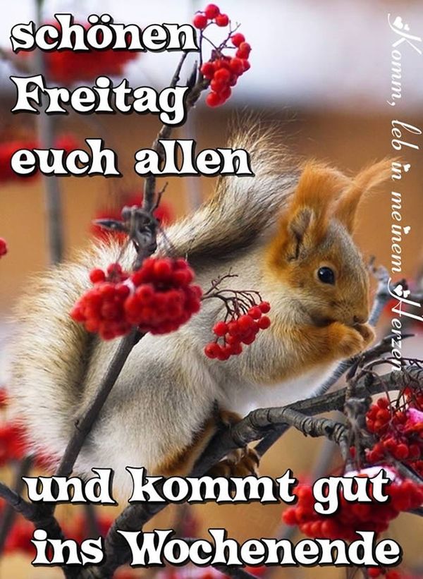 Bilder-„Schonen-Freitag“-3