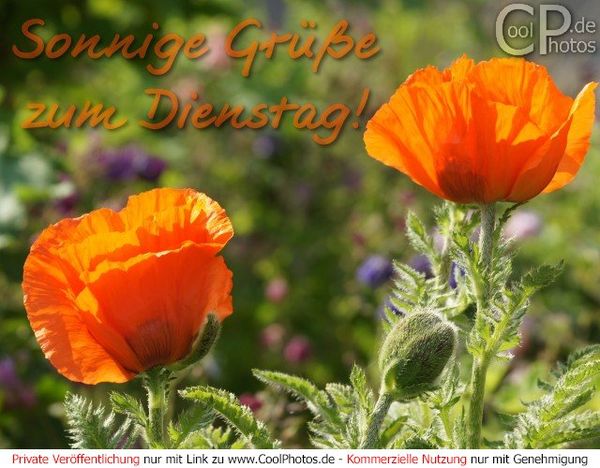 Bilder-„Sonnigen-Dienstag“-3