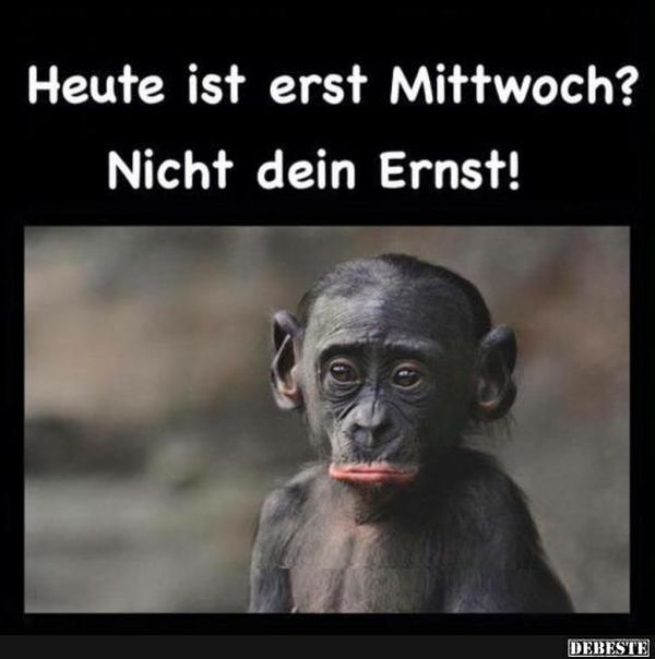 Die-besten-lustigen-Bilder-zum-Mittwoch-4