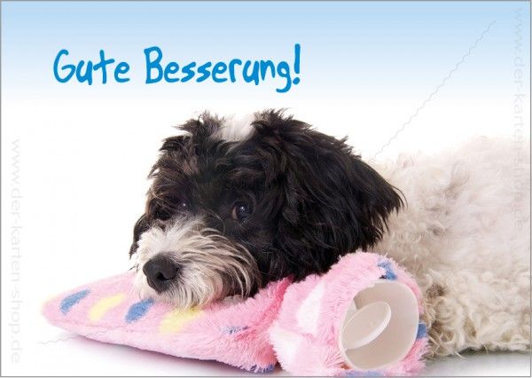 Bilder-mit-Hund-zu-guter-Besserung-4