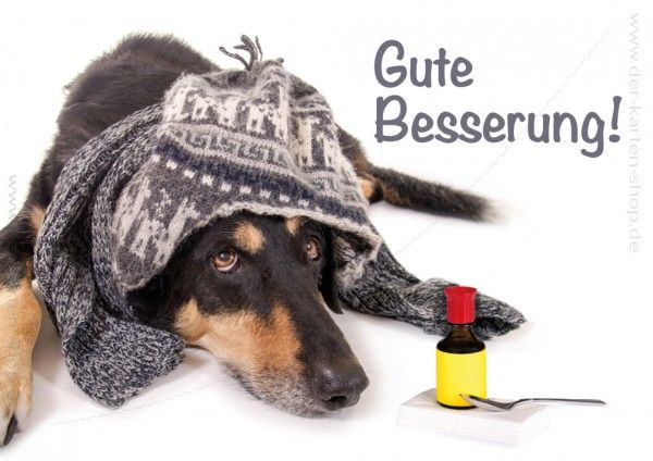 Bilder-mit-Hund-zu-guter-Besserung-5