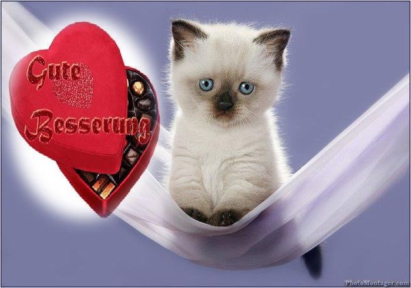 Bilder-mit-Katzen-„Gute-Besserung“-2