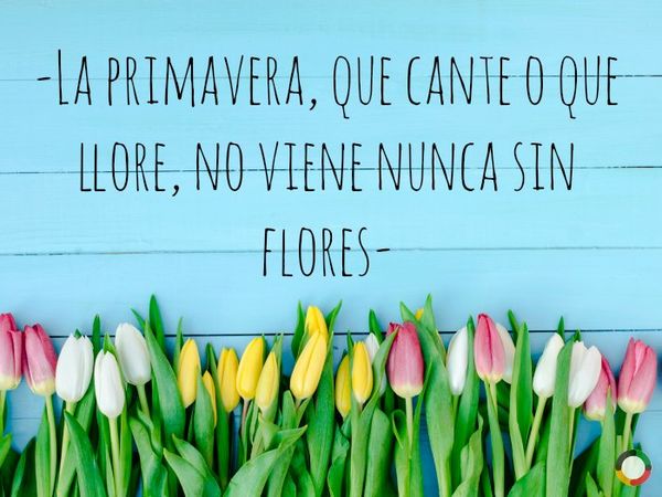 Frases de amor en imgenes con flores 4