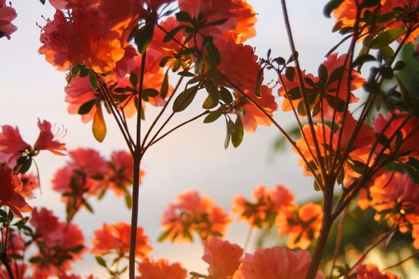 Las mejores fotos de flores bellas 7
