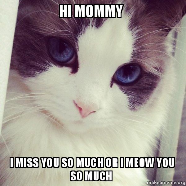blue eyes cat miss you meme