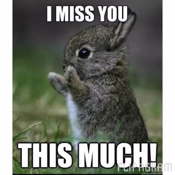 bunny miss you meme