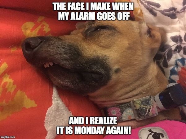 dog Monday meme