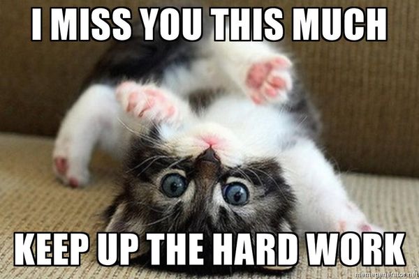 pretty little kitty miss you meme