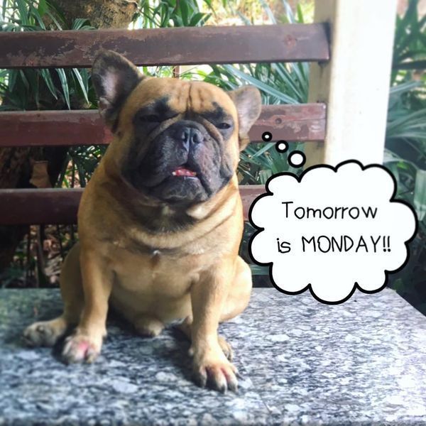 tomorrow is Monday dog meme