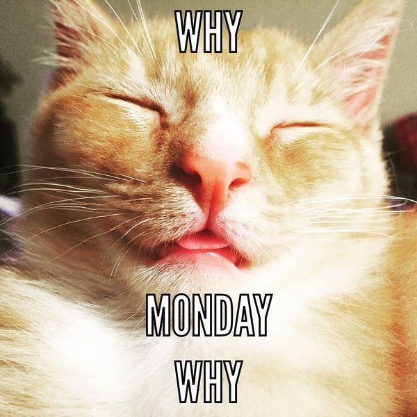 50 Funny Happy Monday Memes