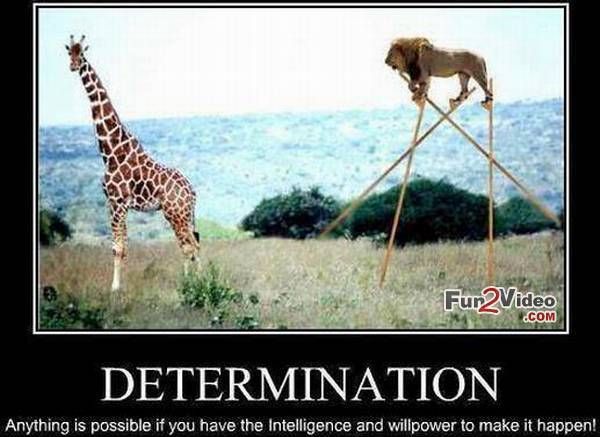 Determination Funny Motivational Meme