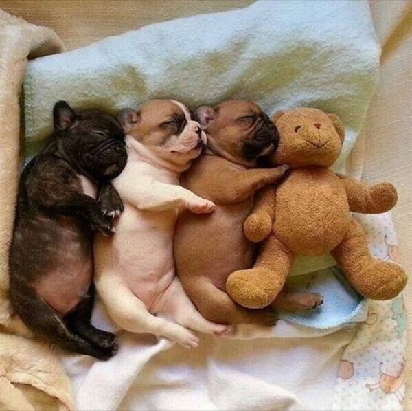 Cute photos to cheer someone up
