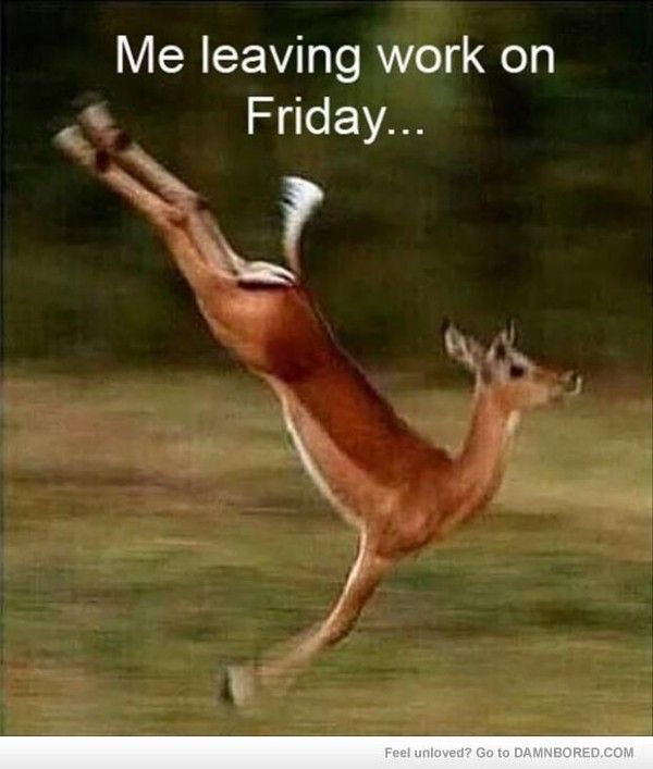 Me Leaving Work on Friday... Running Deer
