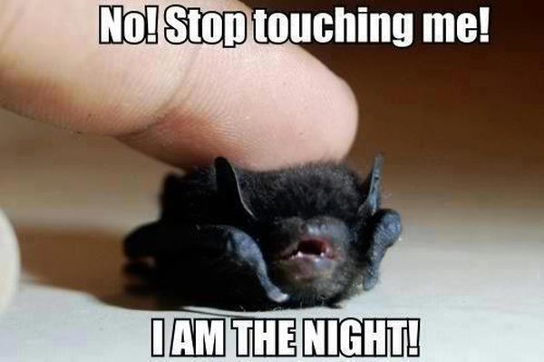 best night meme