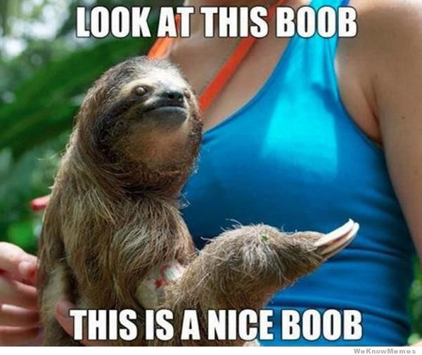 best usual sloth jokes meme