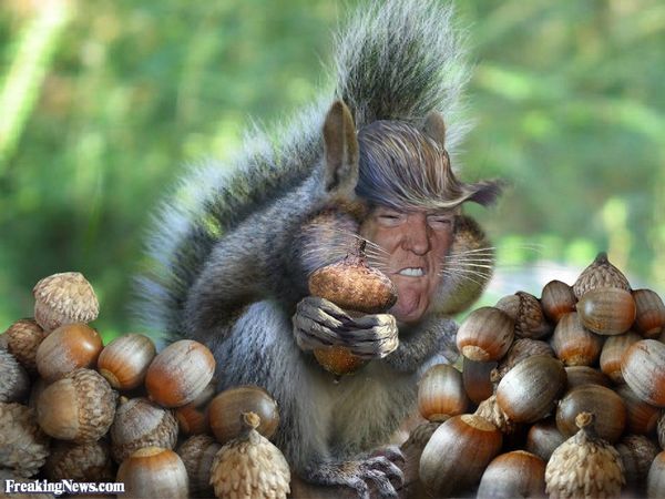 Splendid funny squirrel photos