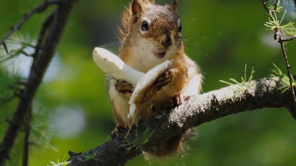 Fine funny squirrel photos