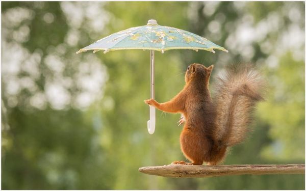 Remarkable funny squirrel photos