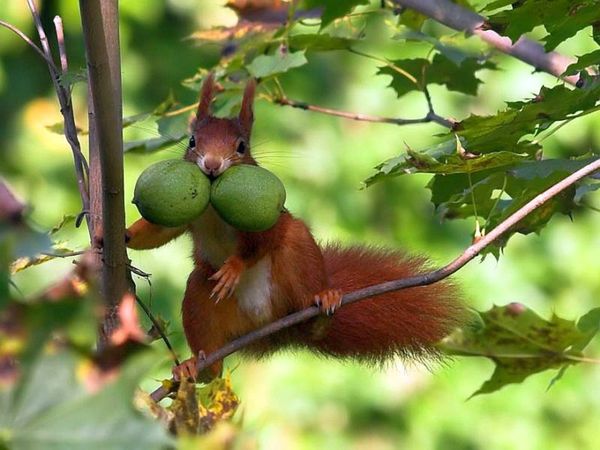 Interesting funny squirrel pictures