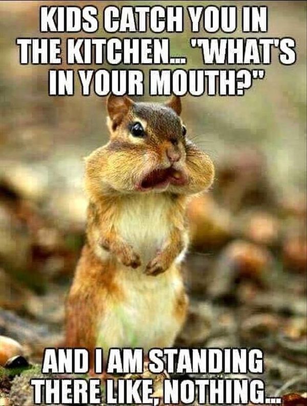 Squirrel Meme - Funny Squirrel Pictures