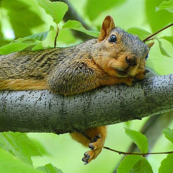 funny squirrel pictures