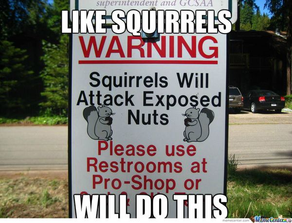 Exciting squirrel nuts meme