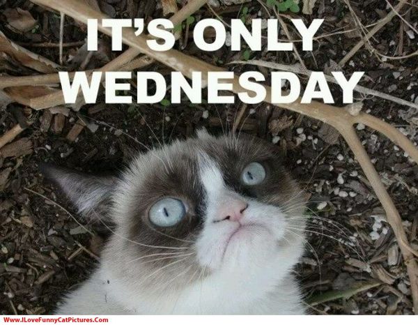 Cute wednesday cat meme