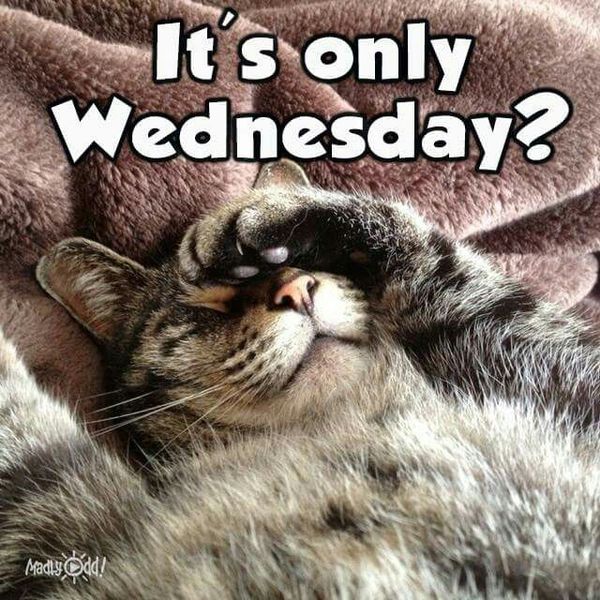 Splendid wednesday cat meme