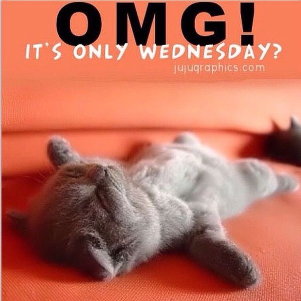 Amazing wednesday cat meme