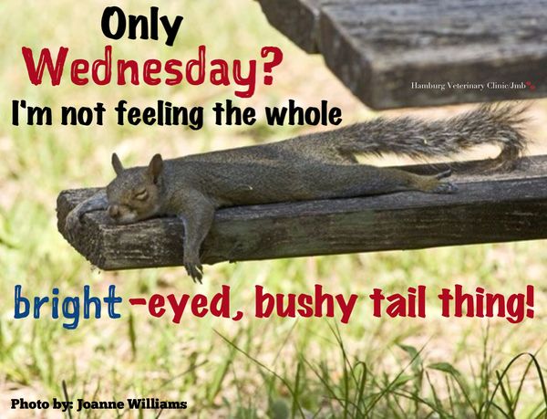 Wednesday Memes Funny Happy Wednesday Images