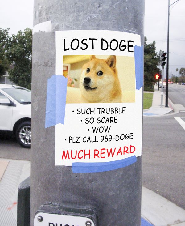 Lost doge meme