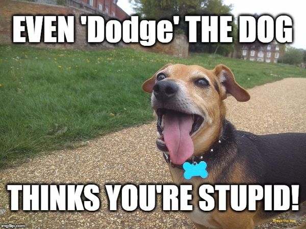Even 'Dodge' the dog thinks you`re stupid!