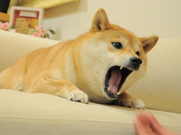 Attacking Doge Original Image