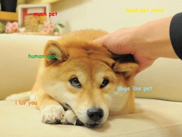 Much pet nee pet more human good doge like pet i luv you